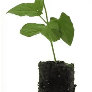 Sød kartoffel plug plante