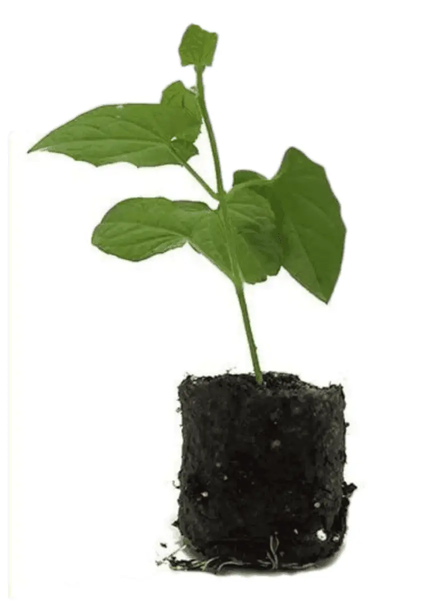 Sød Kartoffel 'Orleans' Ipomoea Batatas Øko sendes i uge 16-18