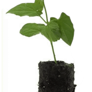 Sød kartoffel plug plante