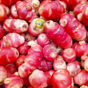 Oca 'Tuberosa' Oxalis tuberosa