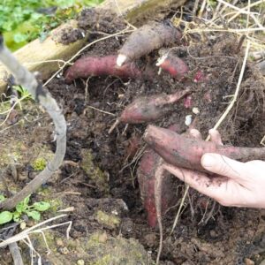 Yacon - 'Yacon Red' Smallanthus sonchifolius