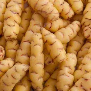 Oca 'Tuberello' Oxalis tuberosa