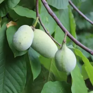 Pawpaw 'Prima1216' Asimina triloba