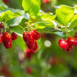 Kirsebærkornel 'Schumener' Cornus mas