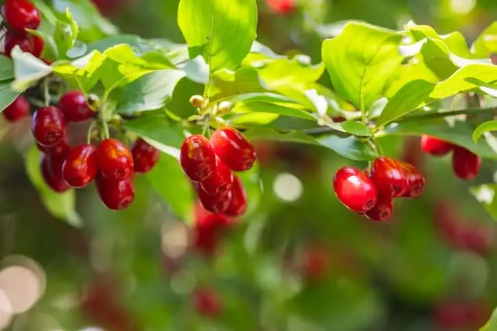 Kirsebærkornel 'Schumener' Cornus mas