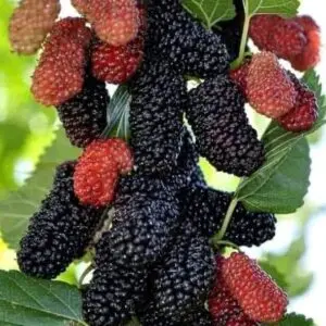 Morbær 'Wellington' Morus nigra