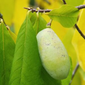 Pawpaw 'Solsikke' (Asimina triloba)