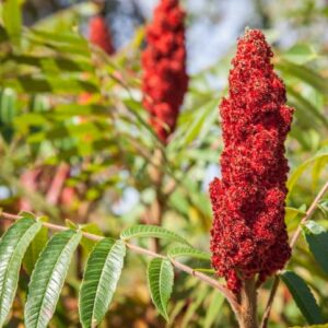 Hjortetakstræ/sumak Rhus typhina