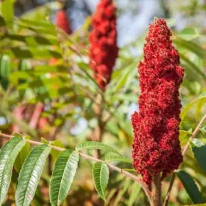 Hjortetakstræ/sumak Rhus typhina