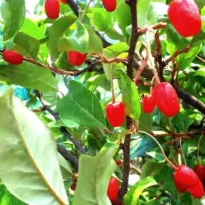 Skærmsølvblad 'Leonora' Elaeagnus multiflora