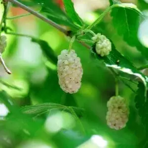 Morbær 'Dolce Vita' (Morus sp.)