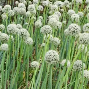 Pibeløg Allium fistulosum