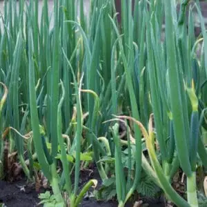 Elefanthvidløg / Flerårig porre Allium ampeloprasum