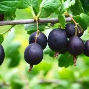 Jostabær 'Caseille' (Ribes × nidigrolaria)