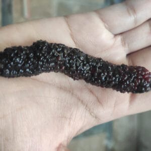 Morbær ‘Black Pakistan’ (Morus macroura)