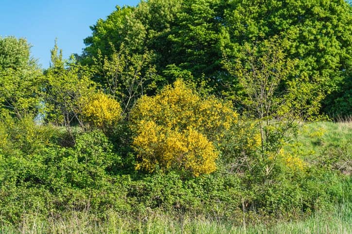 busklaget i skovhave