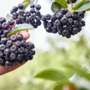 Aronia x Røn ‘Burka’ (Aronia melanocarpa x Sorbus aucuparia)