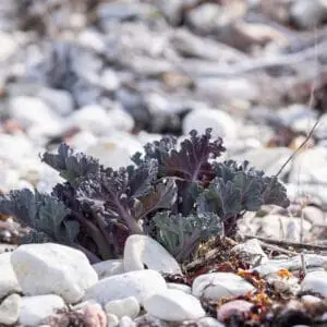 Strandkål (Crambe maritima)