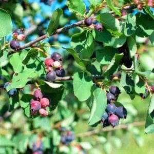 Ellebladet bærmispel 'Obelisk' – Amelanchier alnifolia 'Obelisk'
