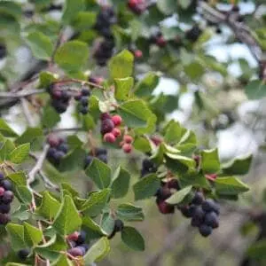 Ellebladet bærmispel 'Krasnojarskaja'