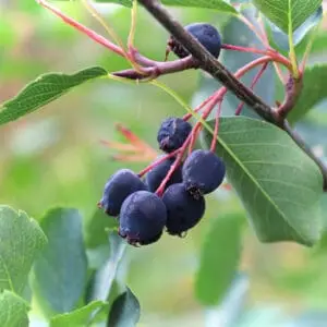 Ellebladet bærmispel 'Robin Hill'