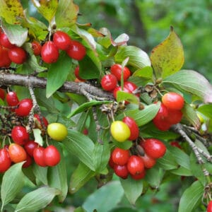 Kirsebærkornel 'Aurea' – Cornus mas 'Aurea'