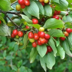 Kirsebærkornel ‘Golden Glory’ – Cornus mas 'Golden Glory'