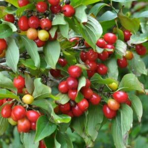 Kirsebærkornel ‘Jolico’ – Cornus mas 'Jolico'