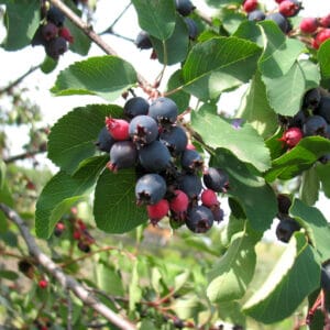 Ellebladet bærmispel 'Honeywood'