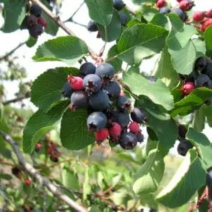 Ellebladet bærmispel 'Honeywood'