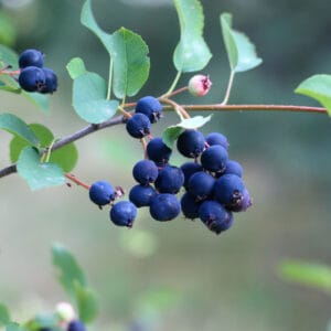 Ellebladet bærmispel 'Smokey' – Amelanchier alnifolia 'Smokey'