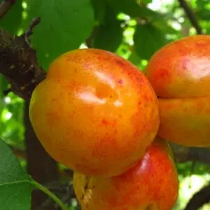 Abrikos ‘Tomcot’ (Prunus armeniaca ‘Tomcot’)