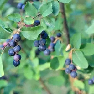 Ellebladet bærmispel 'Northline'