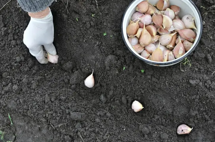 En landmands hånd, der planter hvidløg i køkkenhaven