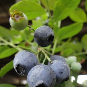 Blåbær ‘Bingo Blue’ Vaccinium corymbosum Øko