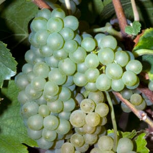 Vindrue ‘Himrod’ Vitis vinifera