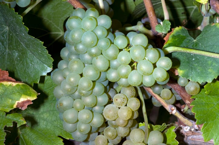 Vindrue ‘Himrod’ Vitis vinifera