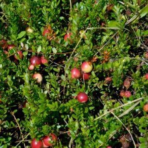 Tranebær Vaccinium macrocarpon ‘Stevens’ Øko