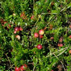 Tranebær Vaccinium macrocarpon ‘Stevens’ Øko