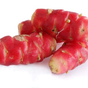 Rød Oca (Oxalis tuberosa)