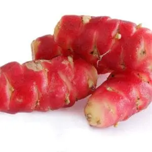 Rød Oca (Oxalis tuberosa)