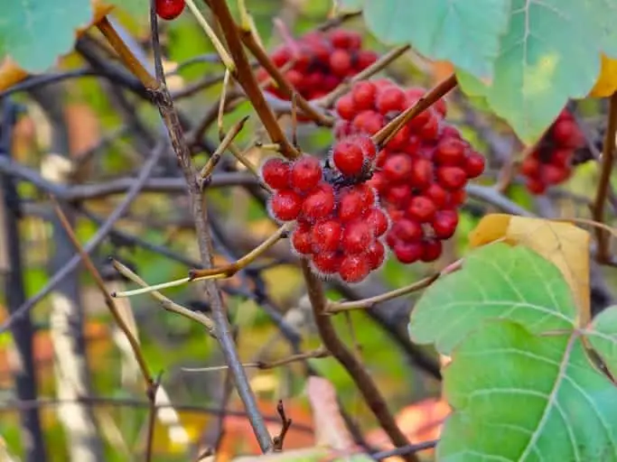 Close-up of fragrant sumac in summer. Latin name Rhus Aromatica. Sumac grows in subtropical and temperate regions around the world. duft sumak