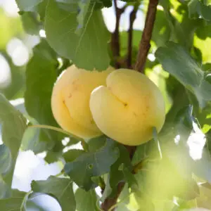 Abrikostræ Prunus armeniaca 'Dzintar' med saftige, aromatiske orange frugter