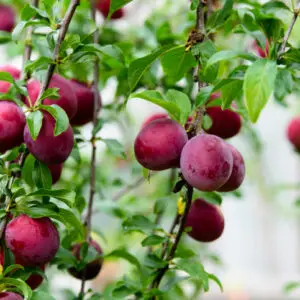 Prunus domestica × Prunus armeniaca 'Black Prince' hybridtræ med mørke, saftige frugter på kompakt frugttræ, klar til høst i frugthaven.