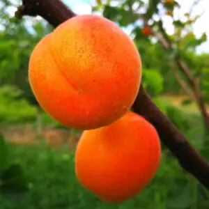 Abrikostræ Prunus armeniaca 'Daiga' med saftige orange frugter på kompakt træ i fuld sol