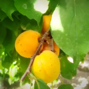 Abrikostræ Prunus armeniaca 'Lāsma' med modne orange frugter