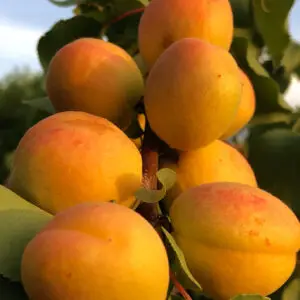 Abrikostræ Prunus armeniaca 'Rītausma' med modne, søde orange frugter