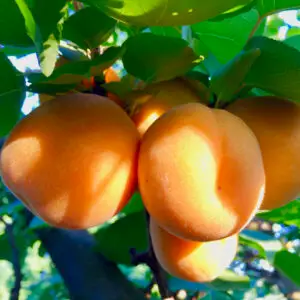 Abrikostræ Prunus armeniaca 'Velta' med gyldne-orange frugter