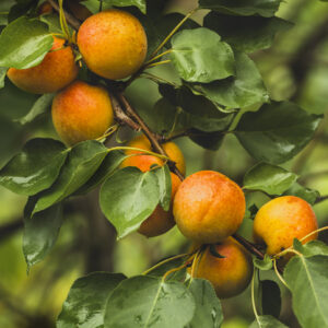 Abrikos 'Hargrand' Prunus armeniaca