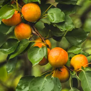 Abrikos 'Hargrand' Prunus armeniaca